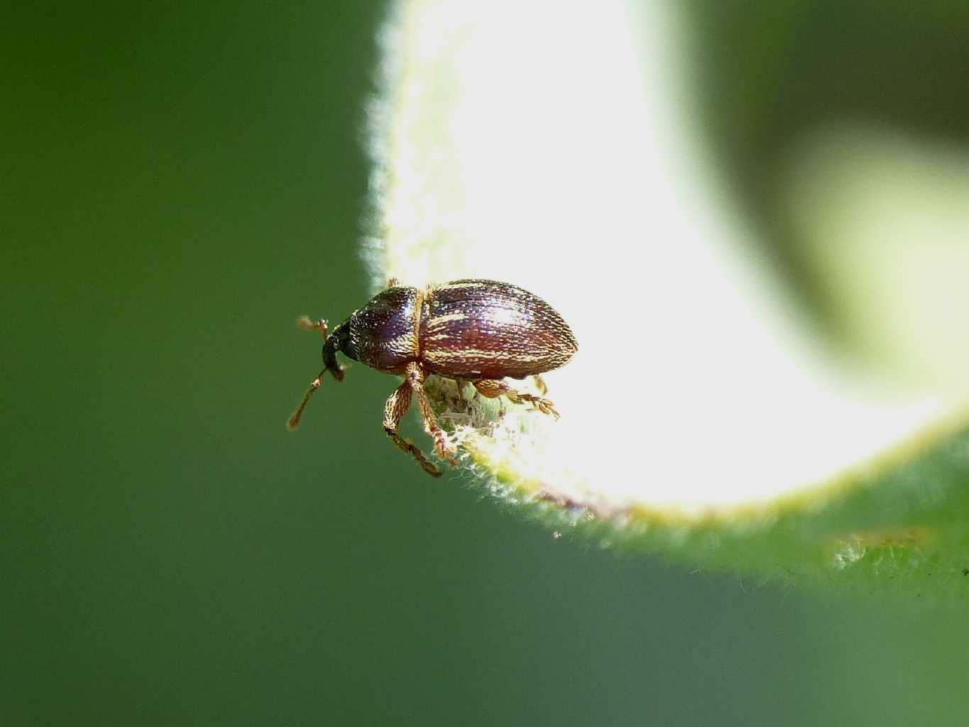 Piccolo Curculionidae- Pachytychius hordei ssp. grandicollis